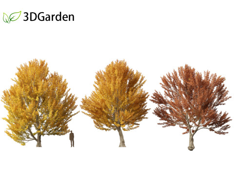 Fagus sylvatica - European beech 03 3D मॉडल