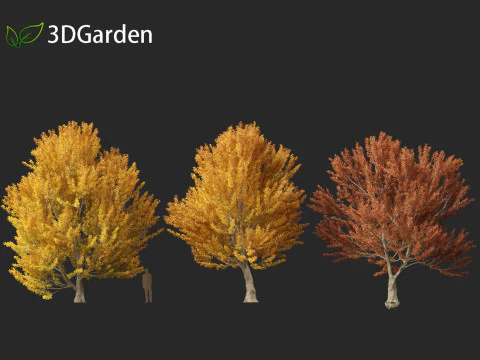 Fagus sylvatica - European beech 03 3D Model
