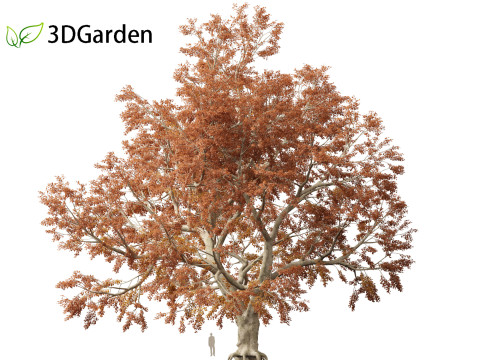 Fagus sylvatica - European beech 03 3D मॉडल