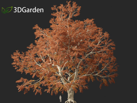 Fagus sylvatica - European beech 03 3D मॉडल