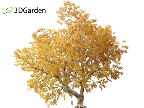 Fagus sylvatica - European beech 03 3D मॉडल