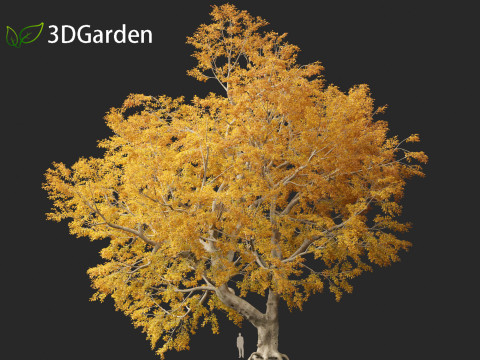 Fagus sylvatica - European beech 03 3D मॉडल