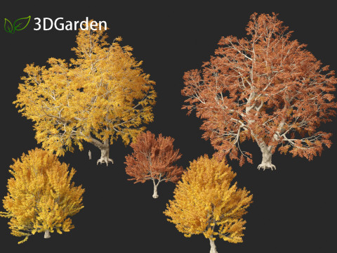 Fagus sylvatica - European beech 03 3D मॉडल
