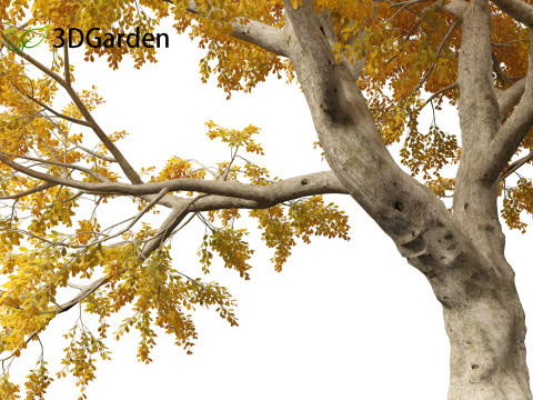 Fagus sylvatica - European beech 03 3D मॉडल