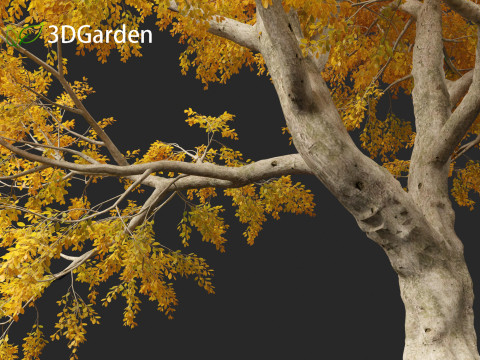 Fagus sylvatica - European beech 03 3D मॉडल