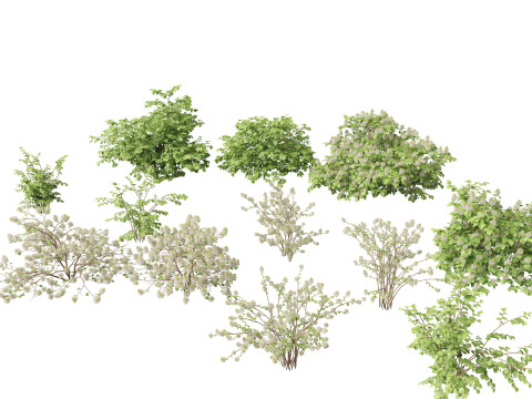 Fothergilla gardenii - Dwarf fothergilla 3Dモデル