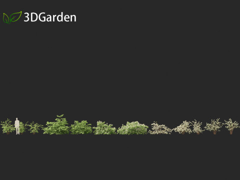 Fothergilla gardenii - Dwarf fothergilla 3D मॉडल