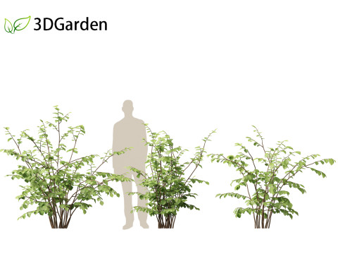 Fothergilla gardenii - Dwarf fothergilla 3D मॉडल
