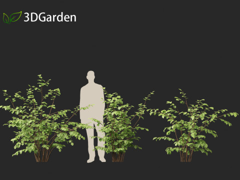 Fothergilla gardenii - Dwarf fothergilla 3D मॉडल
