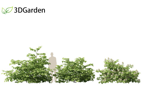 Fothergilla gardenii - Dwarf fothergilla 3D मॉडल