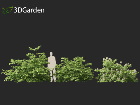 Fothergilla gardenii - Dwarf fothergilla 3D मॉडल