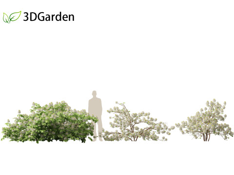 Fothergilla gardenii - Dwarf fothergilla 3D मॉडल