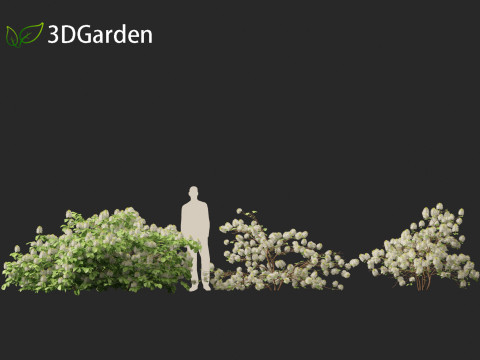 Fothergilla gardenii - Dwarf fothergilla 3D मॉडल