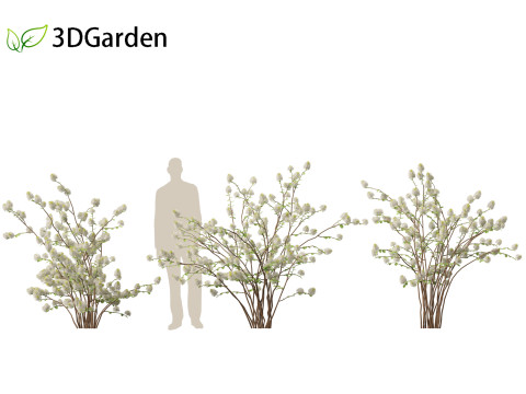 Fothergilla gardenii - Dwarf fothergilla 3D मॉडल