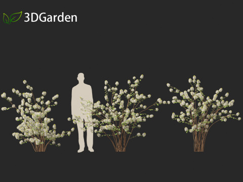 Fothergilla gardenii - Dwarf fothergilla 3D मॉडल