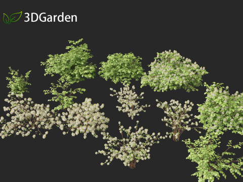 Fothergilla gardenii - Dwarf fothergilla 3D मॉडल