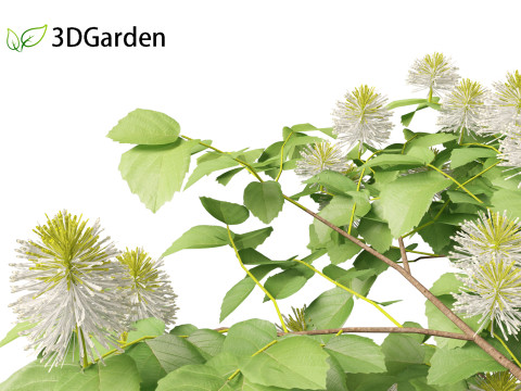 Fothergilla gardenii - Dwarf fothergilla 3D मॉडल