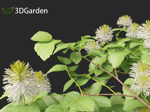 Fothergilla gardenii - Dwarf fothergilla 3D मॉडल
