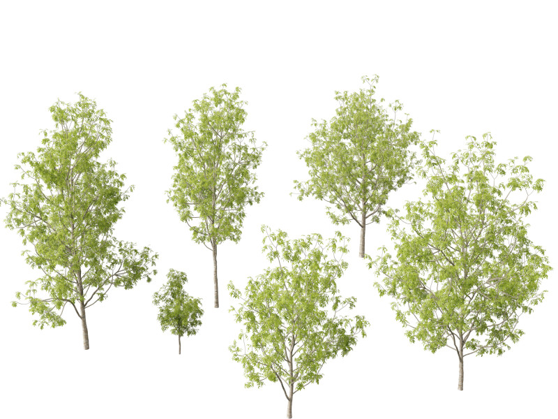 Fraxinus excelsior - European ash Modelo 3D .c4d .max .obj .3ds .fbx .stl .blend 