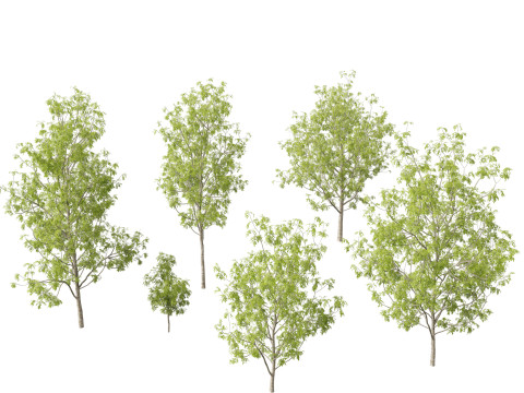 Fraxinus excelsior - European ash 3D Model