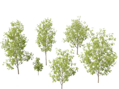 फ्रैक्सिनस एक्सेलसियर - यूरोपीय राख 3D मॉडल