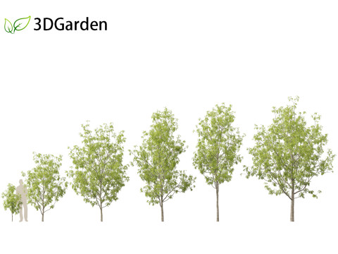 Fraxinus excelsior - European ash Modelo 3D