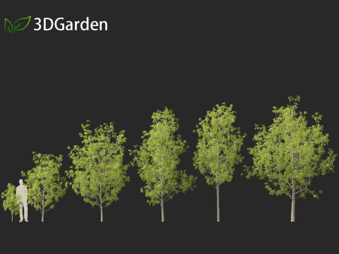 Fraxinus excelsior - European ash Modelo 3D