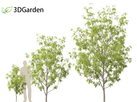 Fraxinus excelsior - European ash Modelo 3D