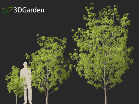Fraxinus excelsior - European ash Modelo 3D
