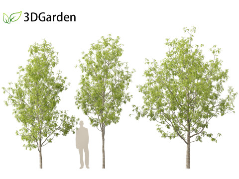 Fraxinus excelsior - European ash Modelo 3D