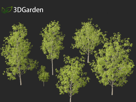 Fraxinus excelsior - European ash Modelo 3D