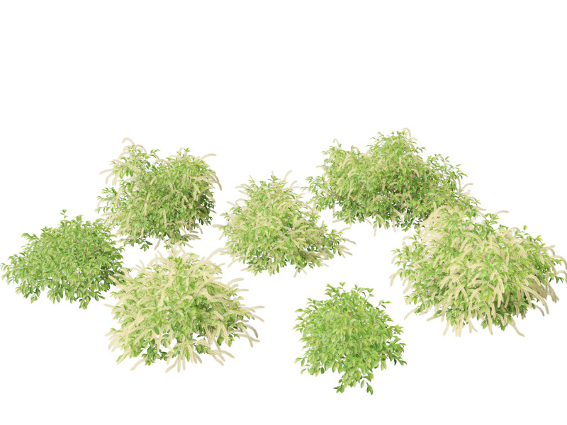 Itea virginica - Virginia sweetspire 3D 模型 .c4d .max .obj .3ds .fbx .stl .blend