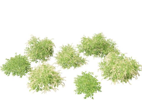 Itea virginica - Virginia sweetspire 3D Model