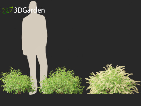 Itea virginica - Virginia sweetspire 3D 模型