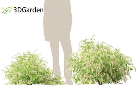 Itea virginica - Virginia sweetspire 3D 模型