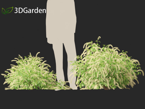 Itea virginica - Virginia sweetspire 3D 模型
