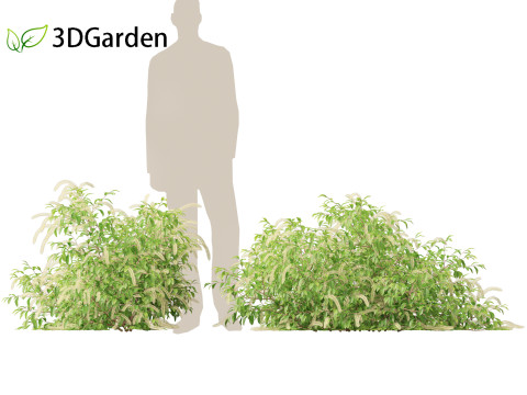 Itea virginica - Virginia sweetspire 3D 模型