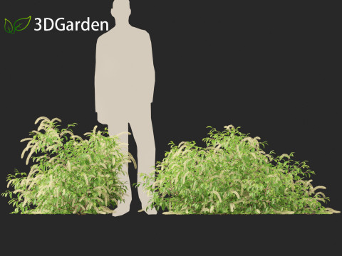 Itea virginica - Virginia sweetspire 3D 模型