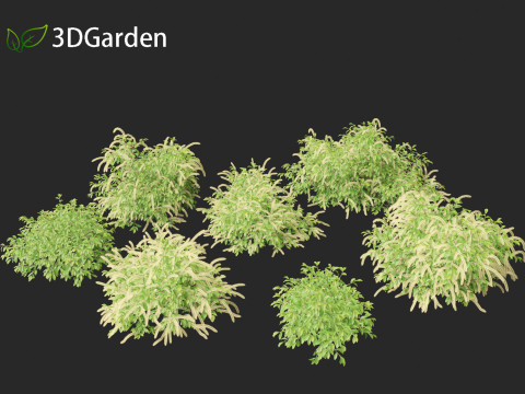 Itea virginica - Virginia sweetspire 3D 模型
