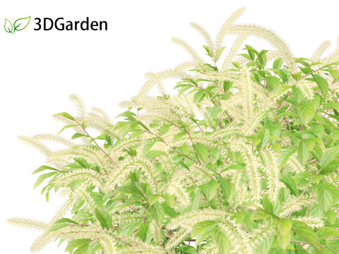 Itea virginica - Virginia sweetspire 3D 模型