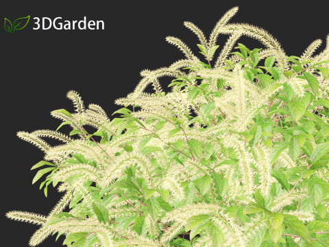 Itea virginica - Virginia sweetspire 3D 模型