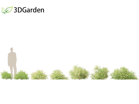 Itea virginica - Virginia sweetspire 3D 模型