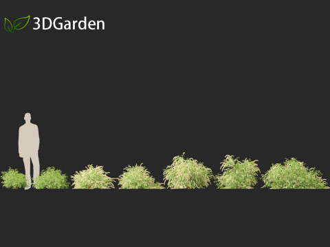 Itea virginica - Virginia sweetspire 3D 模型