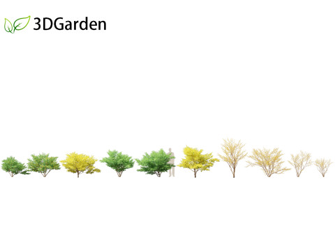Lindera benzoin - Spicebush Modello 3D