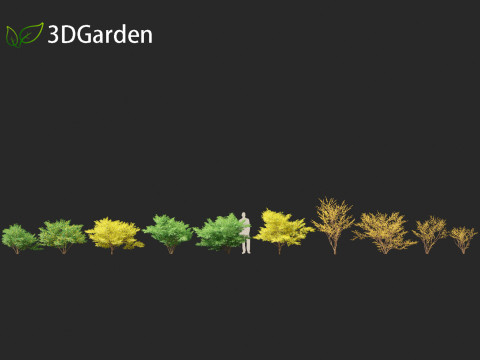 Lindera benzoin - Spicebush Modello 3D