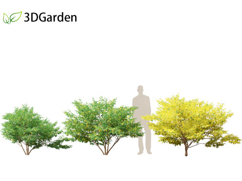 Lindera benzoin - Spicebush Modello 3D