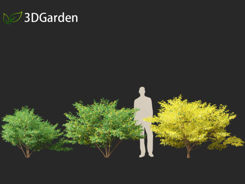 Lindera benzoin - Spicebush Modello 3D