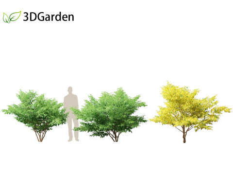 Lindera benzoin - Spicebush Modello 3D