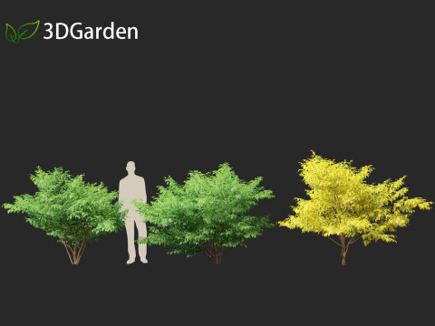 Lindera benzoin - Spicebush Modello 3D