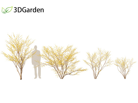 Lindera benzoin - Spicebush Modello 3D